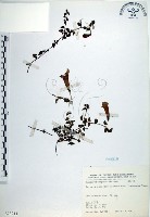 倒地蜈蚣、四角銅鑼藏品圖，第1張