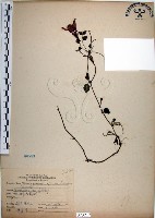 倒地蜈蚣、四角銅鑼藏品圖，第1張