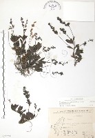 玉山水苦賈藏品圖，第1張