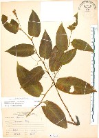 火炭母草、清飯藤藏品圖，第1張