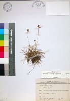 乾溝飄拂草藏品圖，第1張