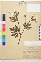 水辣菜、禺毛茛藏品圖，第1張