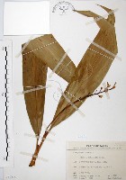 山月桃藏品圖，第1張