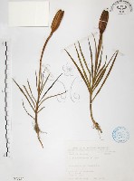 臺灣百合藏品圖，第1張