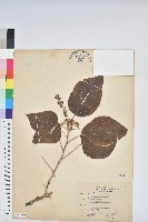 野桐藏品圖，第1張