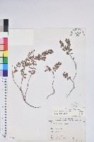 高山白珠樹藏品圖，第1張