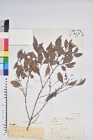 米飯花藏品圖，第1張