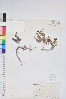 高山白珠樹藏品圖，第1張