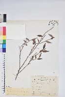 毛蕊花藏品圖，第1張