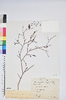 毛蕊花藏品圖，第1張