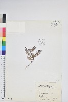 高山白珠樹藏品圖，第1張