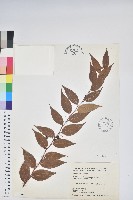 白珠樹藏品圖，第1張