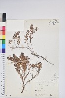 高山白珠樹藏品圖，第1張