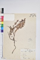 高山白珠樹藏品圖，第1張