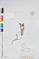 高山白珠樹藏品圖，第1張