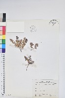 高山白珠樹藏品圖，第1張