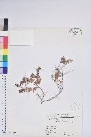 高山白珠樹藏品圖，第1張