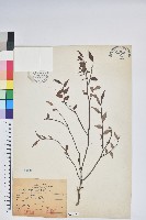 毛蕊花藏品圖，第1張