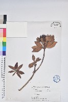 玉山杜鵑藏品圖，第1張