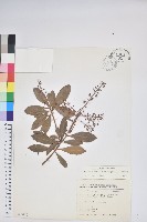 臺灣馬醉木藏品圖，第1張