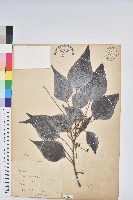 白匏子藏品圖，第1張