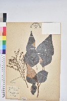 白匏子藏品圖，第1張