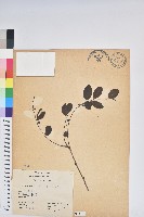 紅仔珠藏品圖，第1張