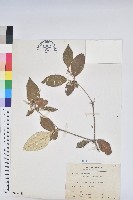 裡白巴豆藏品圖，第1張