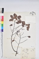 土密樹藏品圖，第1張