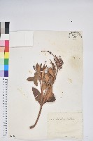 臺灣馬醉木藏品圖，第1張