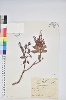 臺灣馬醉木藏品圖，第1張