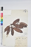 森氏杜鵑、森氏滿江紅藏品圖，第1張