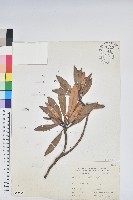 森氏杜鵑、森氏滿江紅藏品圖，第1張