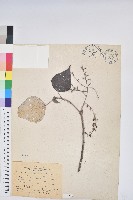 白匏子藏品圖，第1張