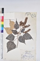 白匏子藏品圖，第1張