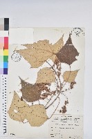 白匏子藏品圖，第1張