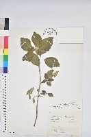 白苞猩猩草藏品圖，第1張