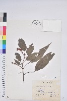 粗糠柴藏品圖，第1張