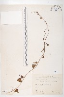 野牽牛藏品圖，第1張