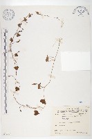 野牽牛藏品圖，第1張