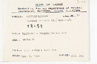 野牽牛藏品圖，第2張