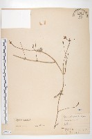 蔦蘿藏品圖，第1張