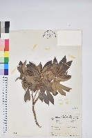 臺灣馬醉木藏品圖，第1張