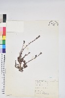 紅毛杜鵑藏品圖，第1張