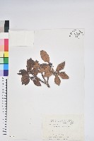 紅毛杜鵑藏品圖，第1張