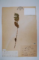 長春花藏品圖，第1張