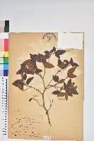 紅毛杜鵑藏品圖，第1張