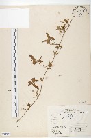 紅花野牽牛藏品圖，第1張