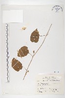 白花牽牛藏品圖，第1張