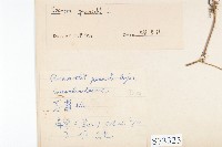 蔦蘿藏品圖，第2張